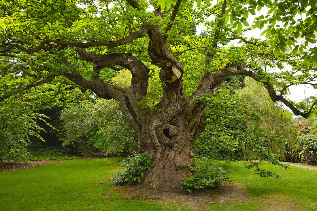 Sweet chestnut, Sheffield Park Garden, East Sussex, Great Britain