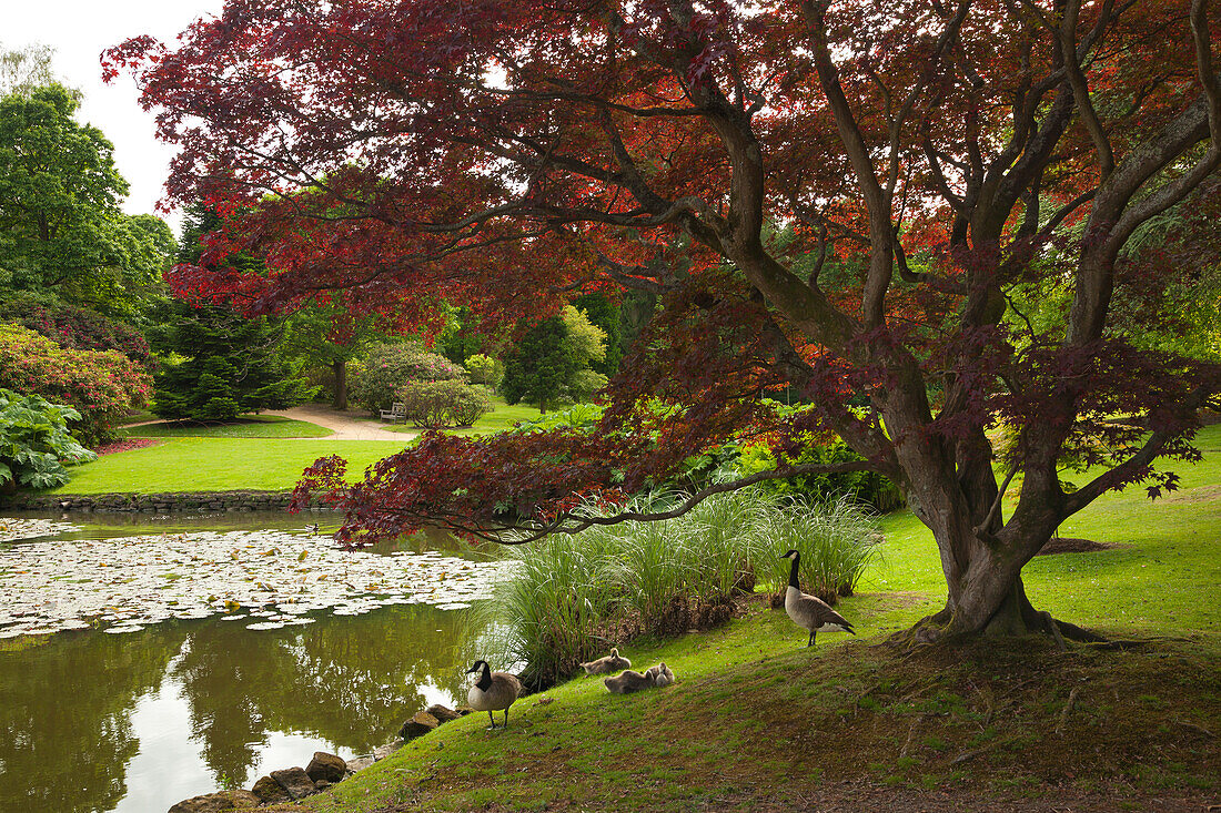 Gänse mit Küken, Sheffield Park Garden, East Sussex, Großbritannien