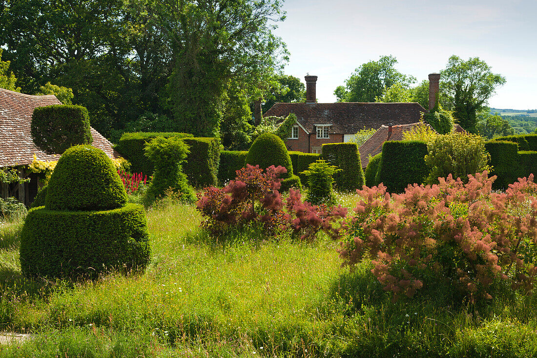 Trimmed yews at the Topiary Lawn to the manor house, Great Dixter Gardens, Northiam, East Sussex, Great Britain