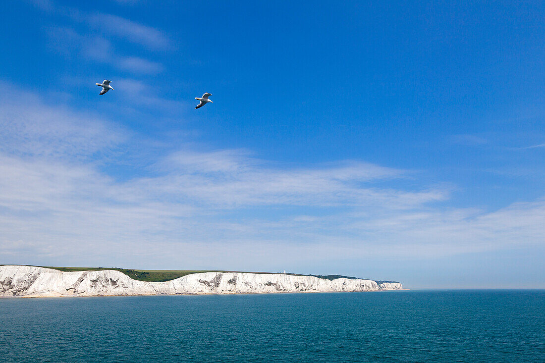 Möwen an den White Cliffs of Dover, Kent, Großbritannien