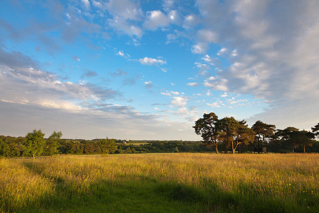 Landscape near Uckfield, Wealden, East Sussex, Great Britain