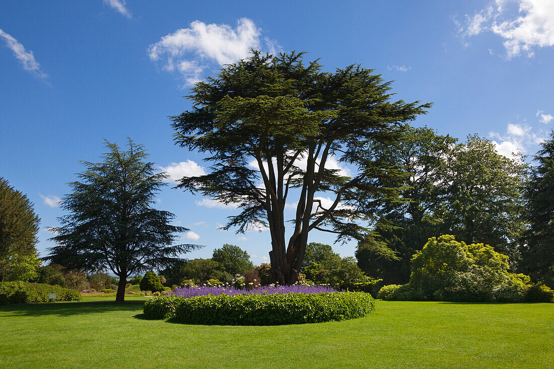 Cedar of Lebanon, Nymans Garden, Handcross, West Sussex, Great Britain