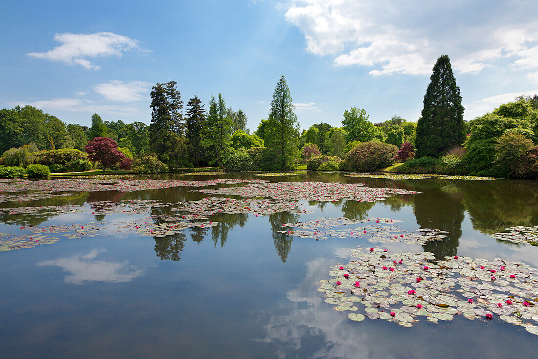 Red water lilies on Middle Lake, Sheffield Park Garden, East Sussex, Great Britain