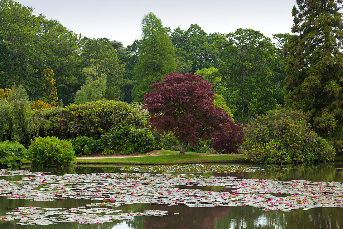 Red water lilies on Middle Lake, Sheffield Park Garden, East Sussex, Great Britain