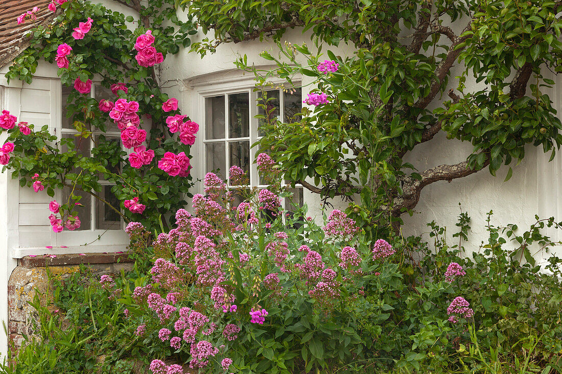 Blumenschmuck an einem Haus, Rodmell, East Sussex, Großbritannien