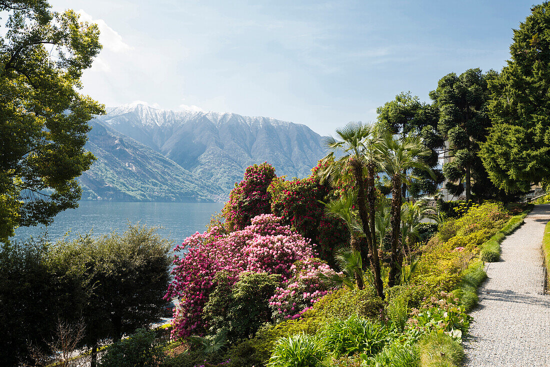 Villa Carlotta gardens, Tremezzo, Lake Como, Lago di Como, Province of Como, Lombardy, Italy