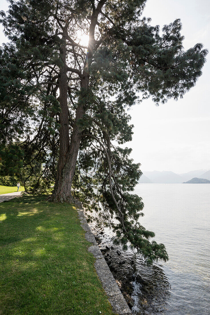 Pinus devoniana, English style gardens of Villa Melzi, Bellagio, Lake Como, Lago di Como, Province of Como, Lombardy, Italy