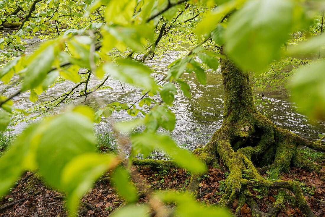 Wutachschlucht, near Bonndorf,  Black Forest, Baden-Wuerttemberg, Germany