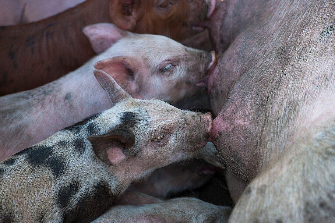 Sucking piglets, Calvi, Corsica, France