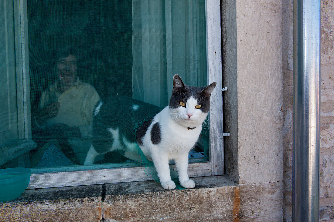 Katze in einem Fenster, Korcula, Dubrovnik-Neretva, Kroatien
