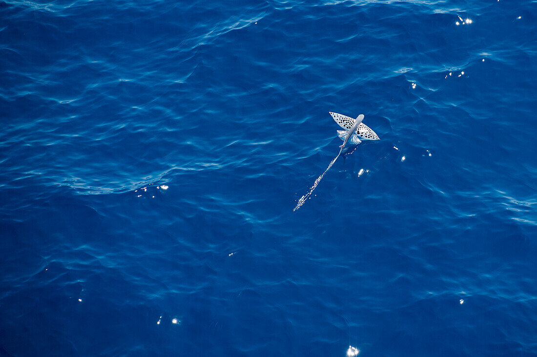Fliegender Fisch auf der Wasseroberfläche, Seychellen