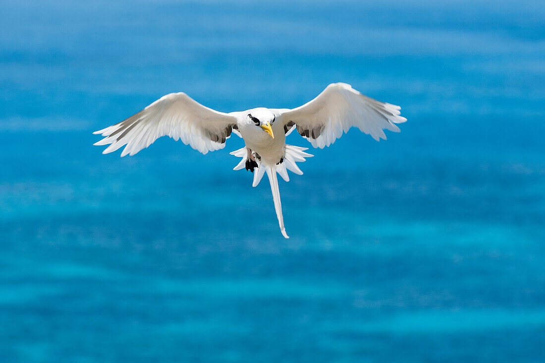 Weißschwanz-Tropikvogel (Phaethon lepturus) beim Landeanflug zum Nistgebiet, Insel Praslin, Seychellen