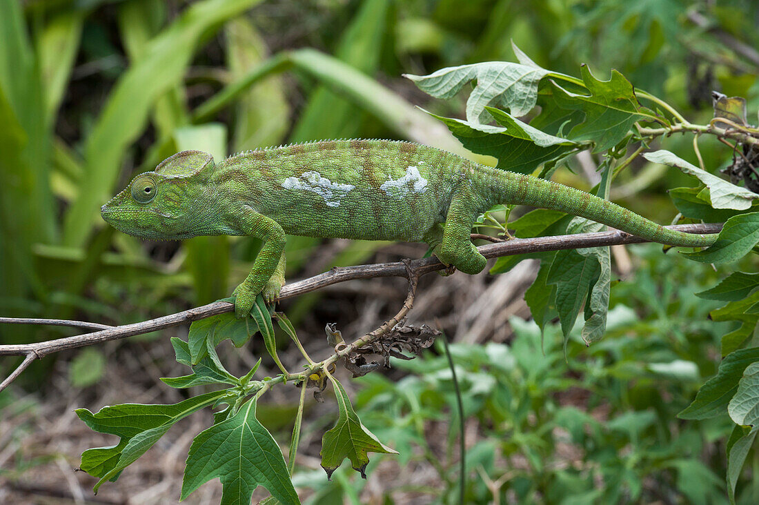 Chamäleon auf einem Ast im Regenwald, Antsiranana, Madagaskar