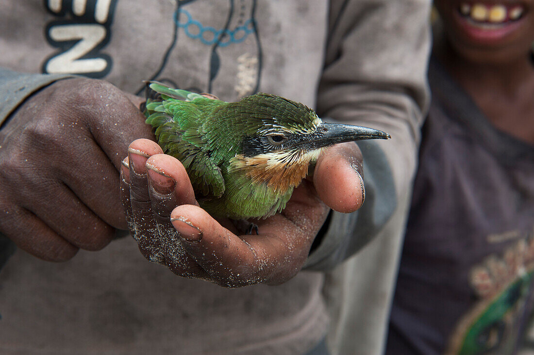 Madagascar bee-eater, Berenty Private Reserve, Toliara, Madagascar