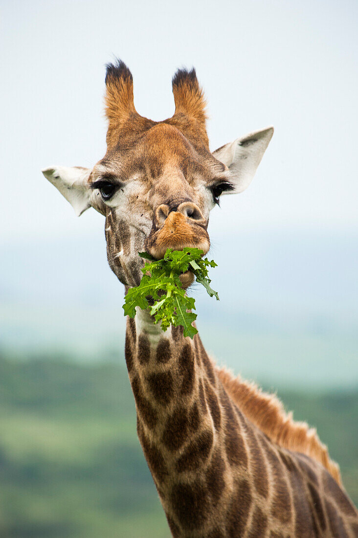 Giraffe kaut Blätter, Tierreservat nahe Durban, KwaZulu-Natal, Südafrika
