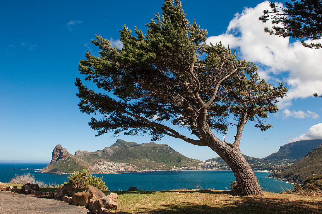 Windswept tree at coast, Cape Peninsula, Western Cape, South Africa