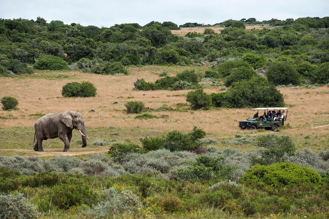 Touristen beobachten einen Elefant bei einer Safari im Tierreservat nahe Durban, KwaZulu-Natal, Südafrika