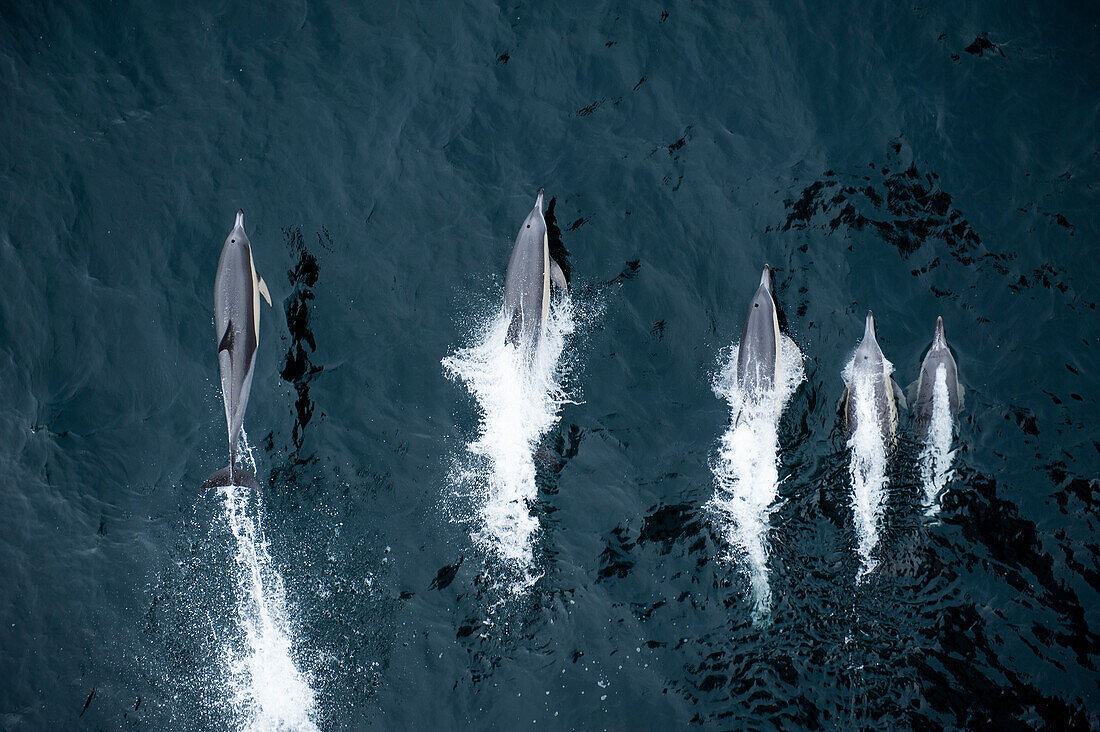 Fünf Delphine im Atlantischen Ozean, nahe Argentinien