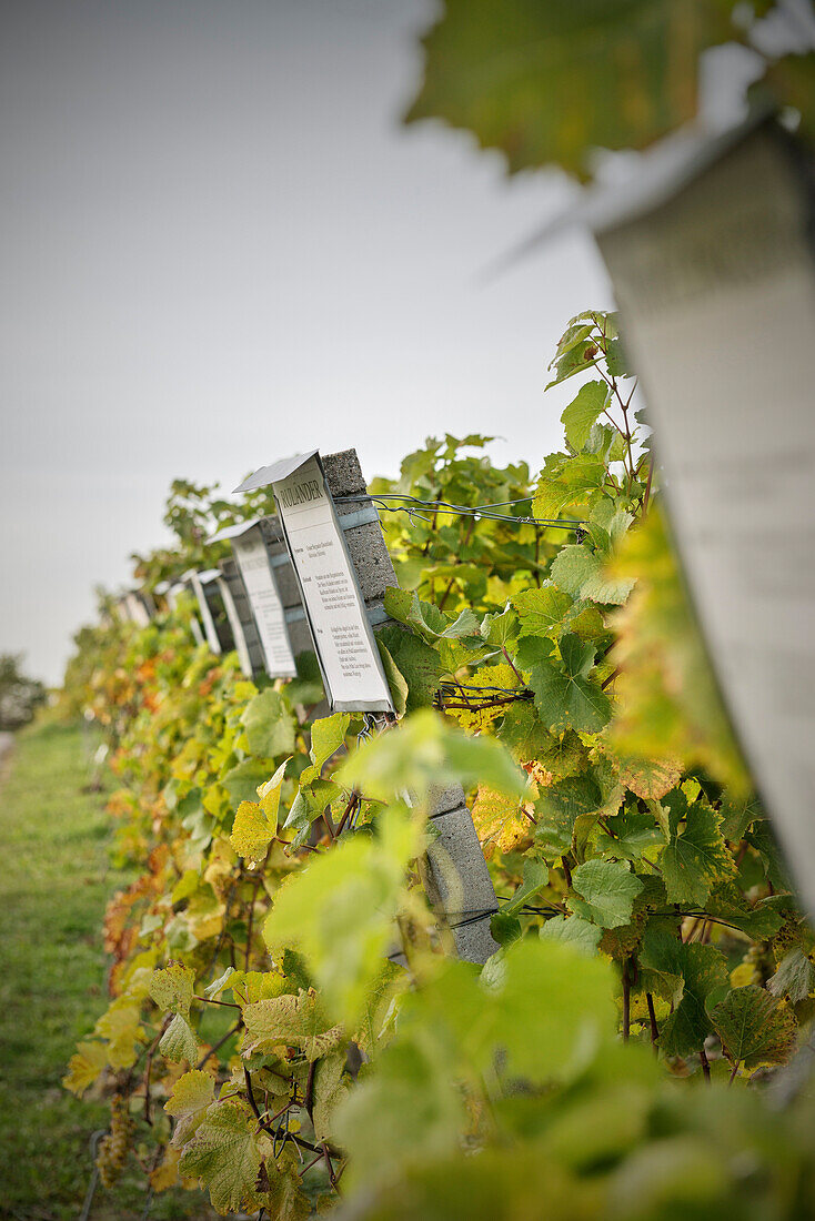 Wine growing at the foothills of Hohenneuffen rock fortress, near Kirchheim Teck, Swabian Alp, Baden-Wuerttemberg, Germany