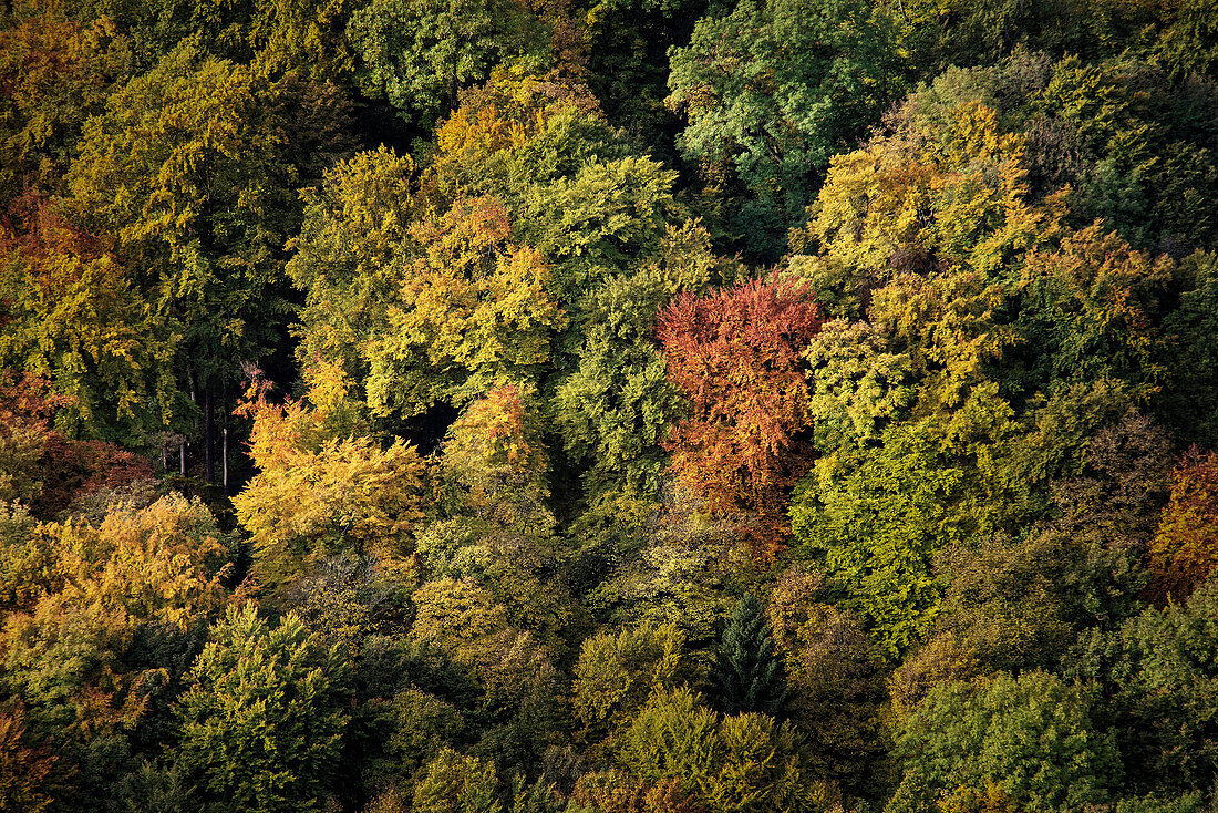 Ausblick auf farbenfrohe Bäume beim Schloss Lichtenstein im Herbst, Schwäbische Alb, Baden-Württemberg, Deutschland