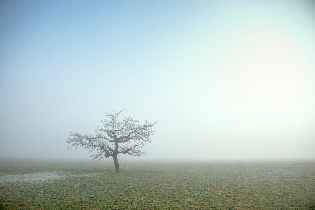 einzelner Baum auf Wiese umgeben von Rauhreif und Nebel im Spätherbst, nahe Schelklingen bei Blaubeuren, Schmiechtal, Biosphärengebiet Schwäbische Alb, Baden-Württemberg, Deutschland