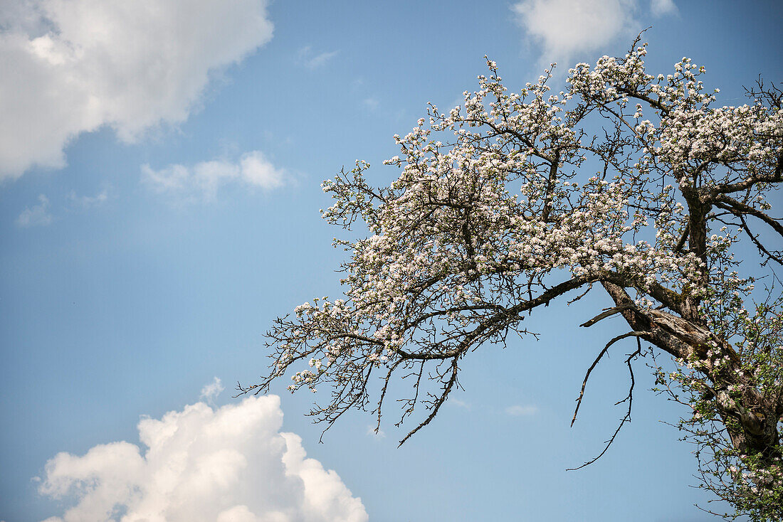 Detail Apfelblüte auf Streuobstwiese, Lorch bei Schwäbisch Gmünd, Schwäbische Alb, Baden-Württemberg, Deutschland