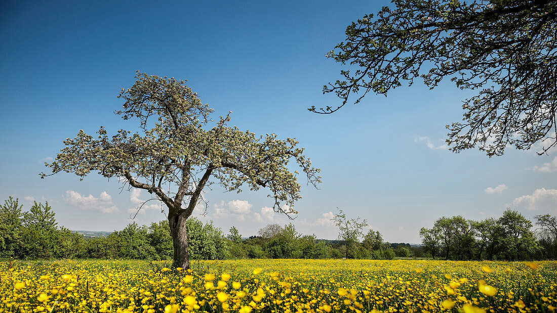 blühende Streuobstwiese im Frühling, Stauferland nahe Schwäbisch Gmünd, Schwäbische Alb, Baden-Württemberg, Deutschland