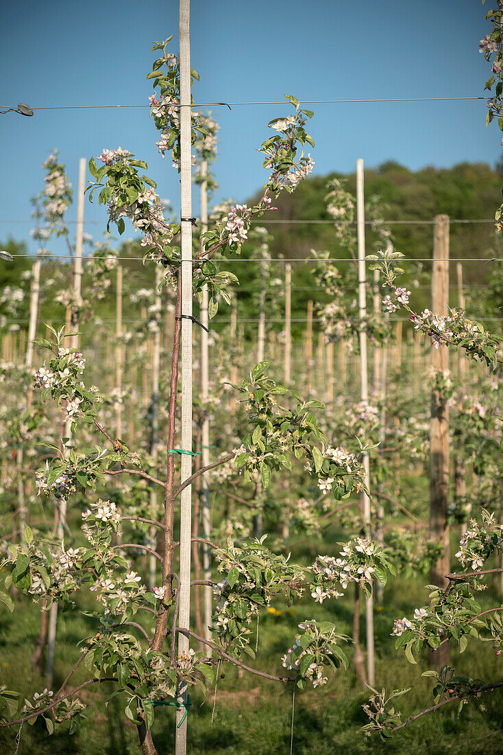 Detail Apfelblüte auf Streuobstwiese, Lorch bei Schwäbisch Gmünd, Schwäbische Alb, Baden-Württemberg, Deutschland