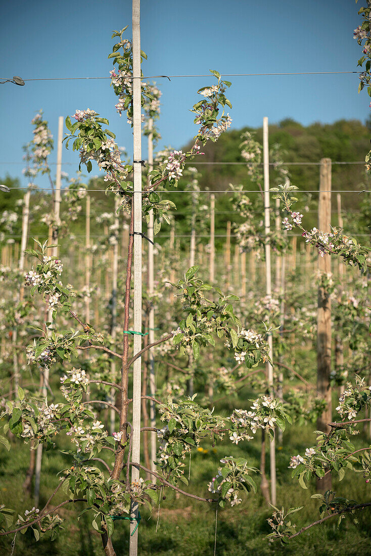 Detail of apple blossom in a mixed fruit orchard, Lorch near Schwaebisch Gmuend, Swabian Alp, Baden-Wuerttemberg, Germany