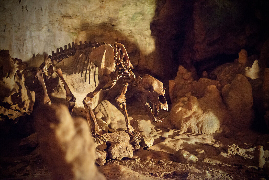 Skeleton of a cave bear in a dripstone cave, Karlshoehle and Baerenhoehle, Sonnenbuehl, Swabian Alp, Baden-Wuerttemberg, Germany