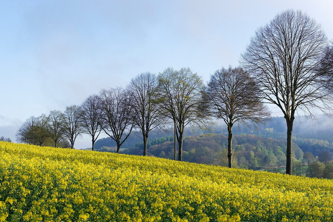 Nature Park Solling-Vogler, Dassel, Lower Saxony, Germany