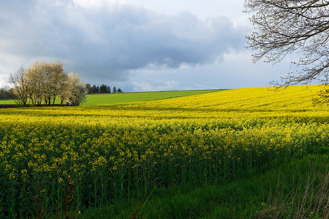 Nature Park Solling-Vogler, Dassel, Lower Saxony, Germany