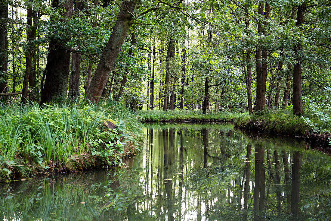 Fließ im Spreewald, UNESCO Biosphärenreservat, Lübbenau, Brandenburg, Deutschland