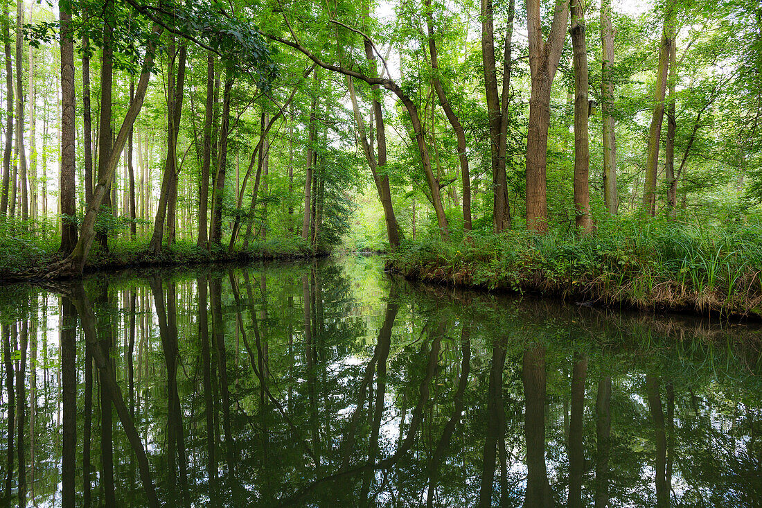 Fließ im Spreewald, Hochwald, UNESCO Biosphärenreservat, Lübbenau, Brandenburg, Deutschland