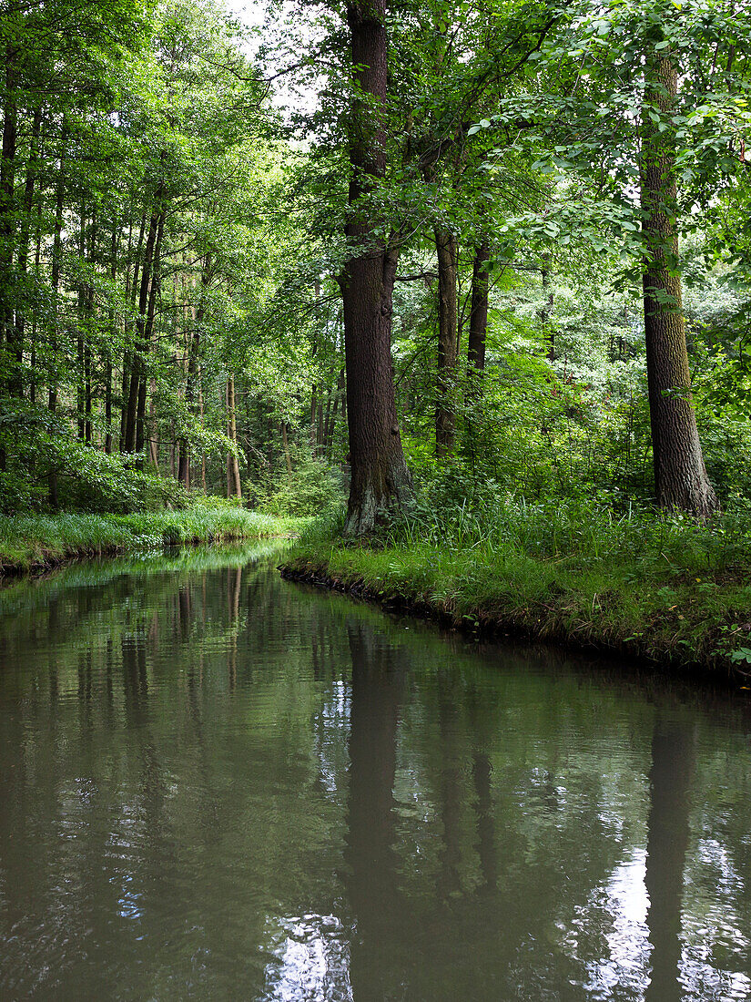 River flowing through Spreewald, UNESCO biosphere reserve, Lehde, Luebbenau, Brandenburg, Germany, Europe