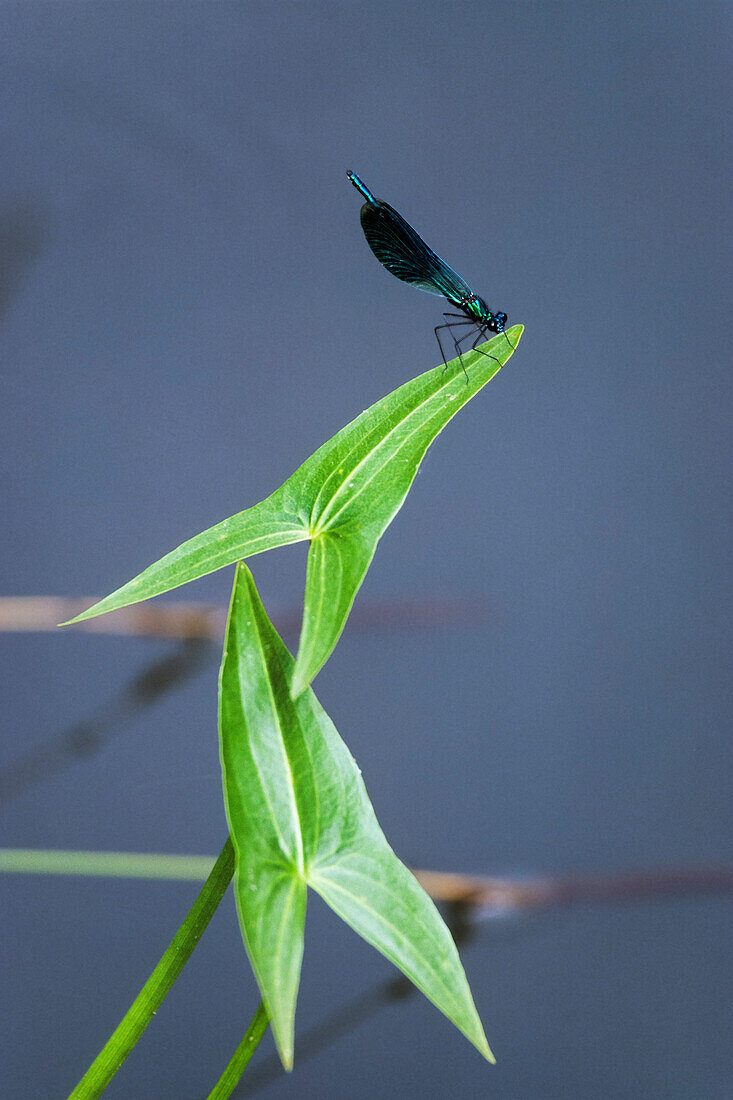 Dragonfly on waterplant, Calopteryx splendens, Sagittaria sagittifolia, Spreewald, Germany