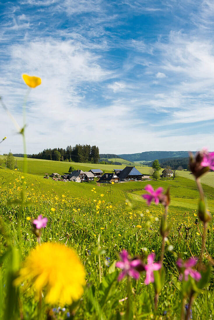 Traditional farm house and flower meadow, Guetenbach, near Furtwangen, Black Forest, Baden-Wuerttemberg, Germany