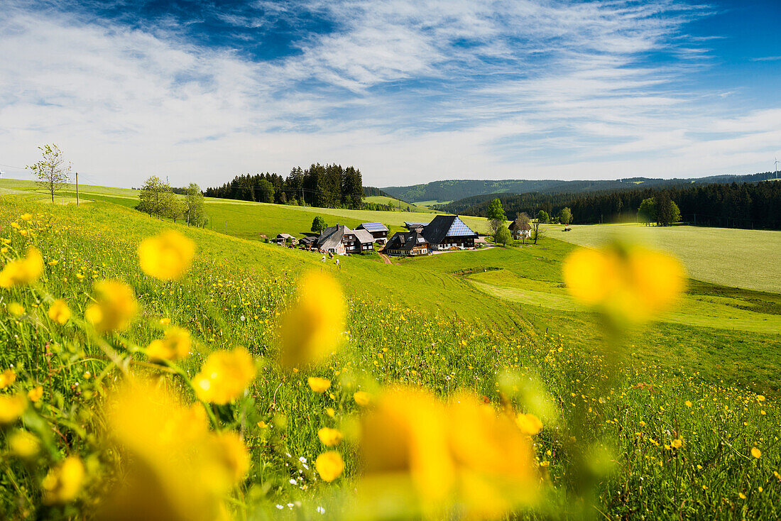 Fallengrundhof und Blumenwiese, Gütenbach, bei Furtwangen, Schwarzwald, Baden-Württemberg, Deutschland