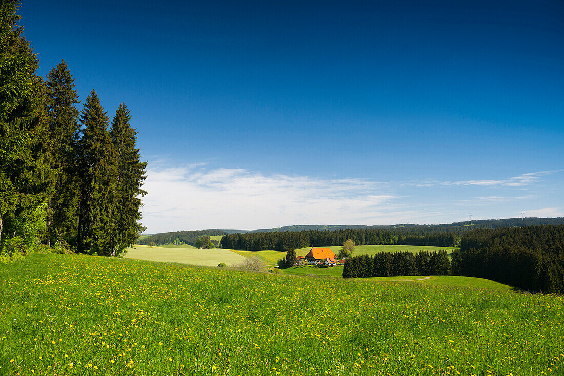 Fallengrundhof und Blumenwiese, Gütenbach, bei Furtwangen, Schwarzwald, Baden-Württemberg, Deutschland