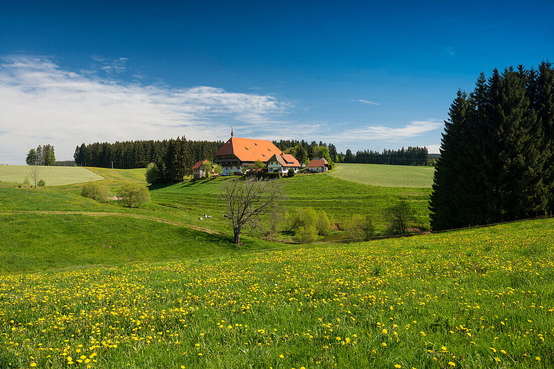 Fallengrundhof und Blumenwiese, Gütenbach, bei Furtwangen, Schwarzwald, Baden-Württemberg, Deutschland