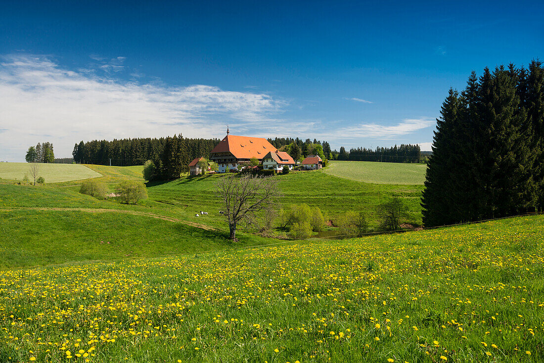 traditional farm house and flower meadow, Guetenbach, near Furtwangen, Black Forest, Baden-Wuerttemberg, Germany