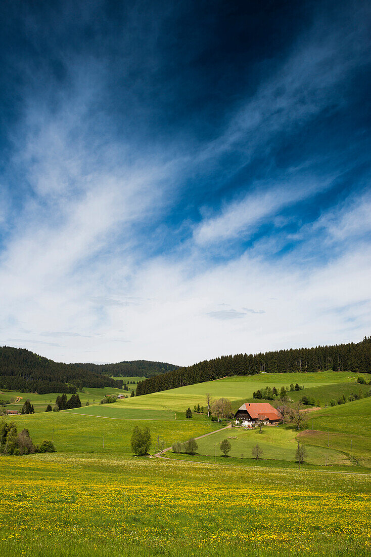 Waldau, bei Titisee-Neustadt, Schwarzwald, Baden-Württemberg, Deutschland