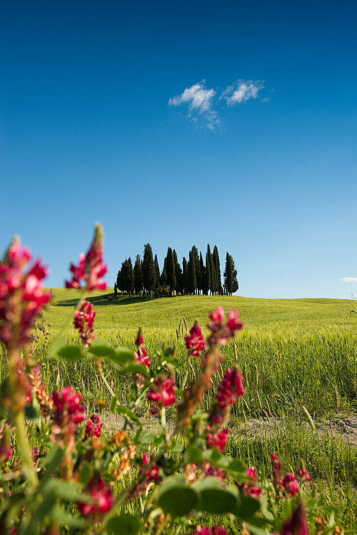 Cypress trees, near San Quirico d`Orcia, Val d`Orcia, province of Siena, Tuscany, Italy, UNESCO World Heritage