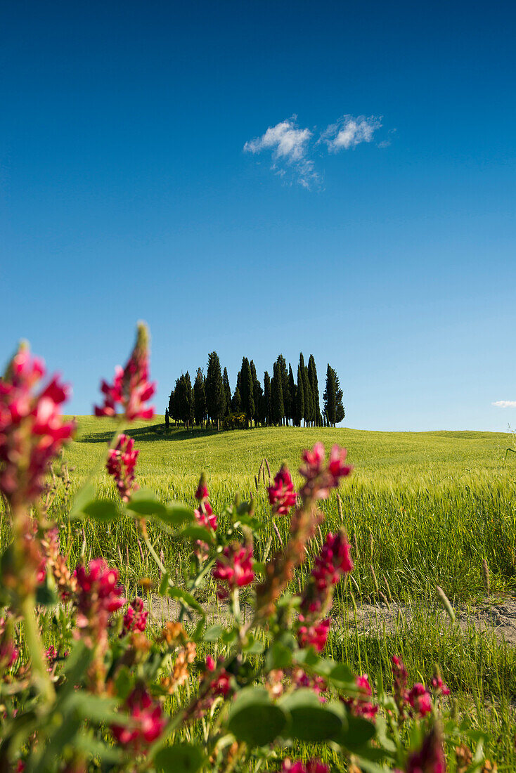 Zypressen, bei San Quirico d'Orcia, Val d'Orcia, Provinz Siena, Toskana, Italien, UNESCO Welterbe