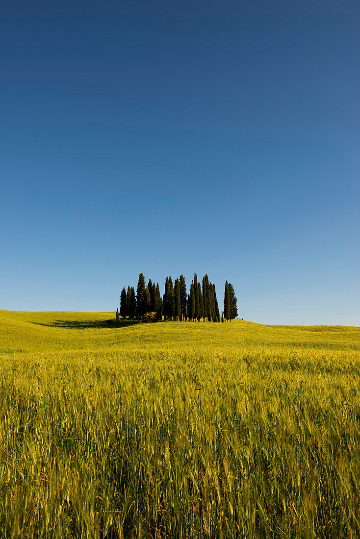 cypress trees, near San Quirico d`Orcia, Val d`Orcia, province of Siena, Tuscany, Italy, UNESCO World Heritage