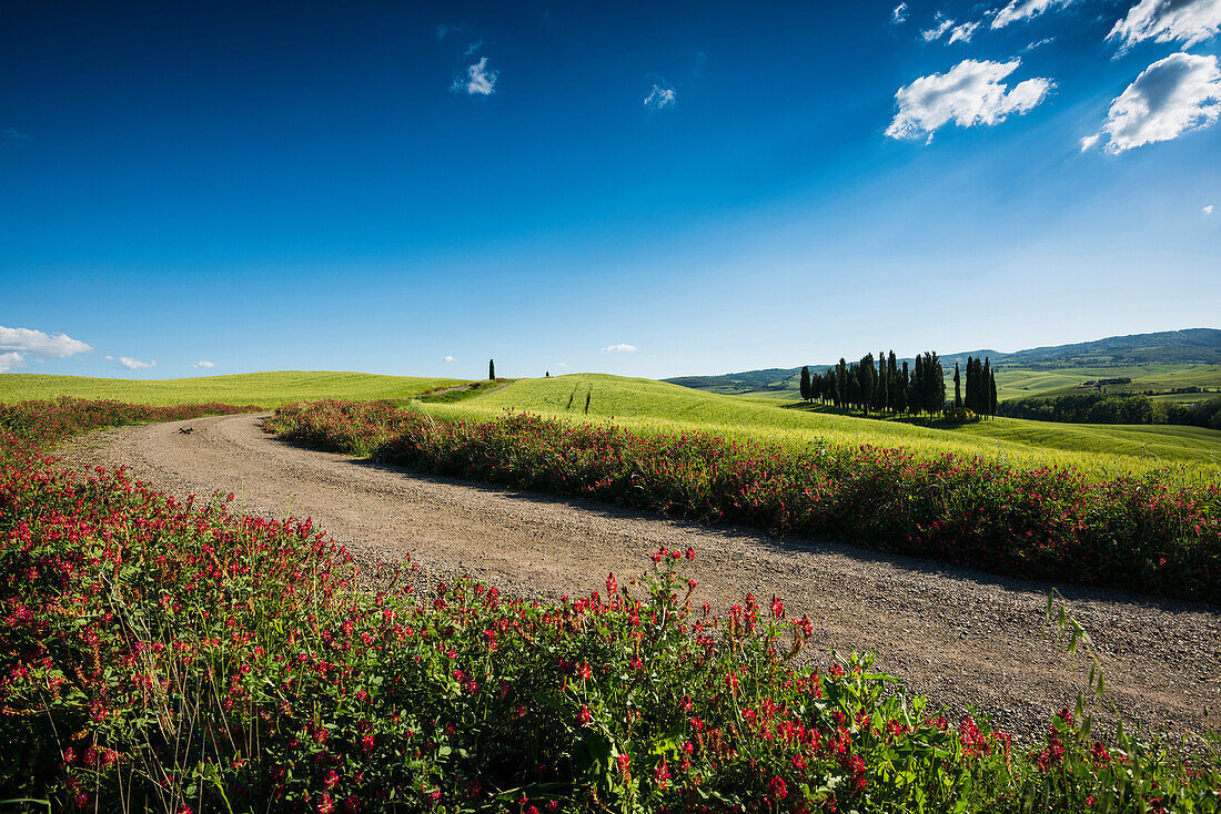 Zypressen, bei San Quirico d'Orcia, Val d'Orcia, Provinz Siena, Toskana, Italien, UNESCO Welterbe