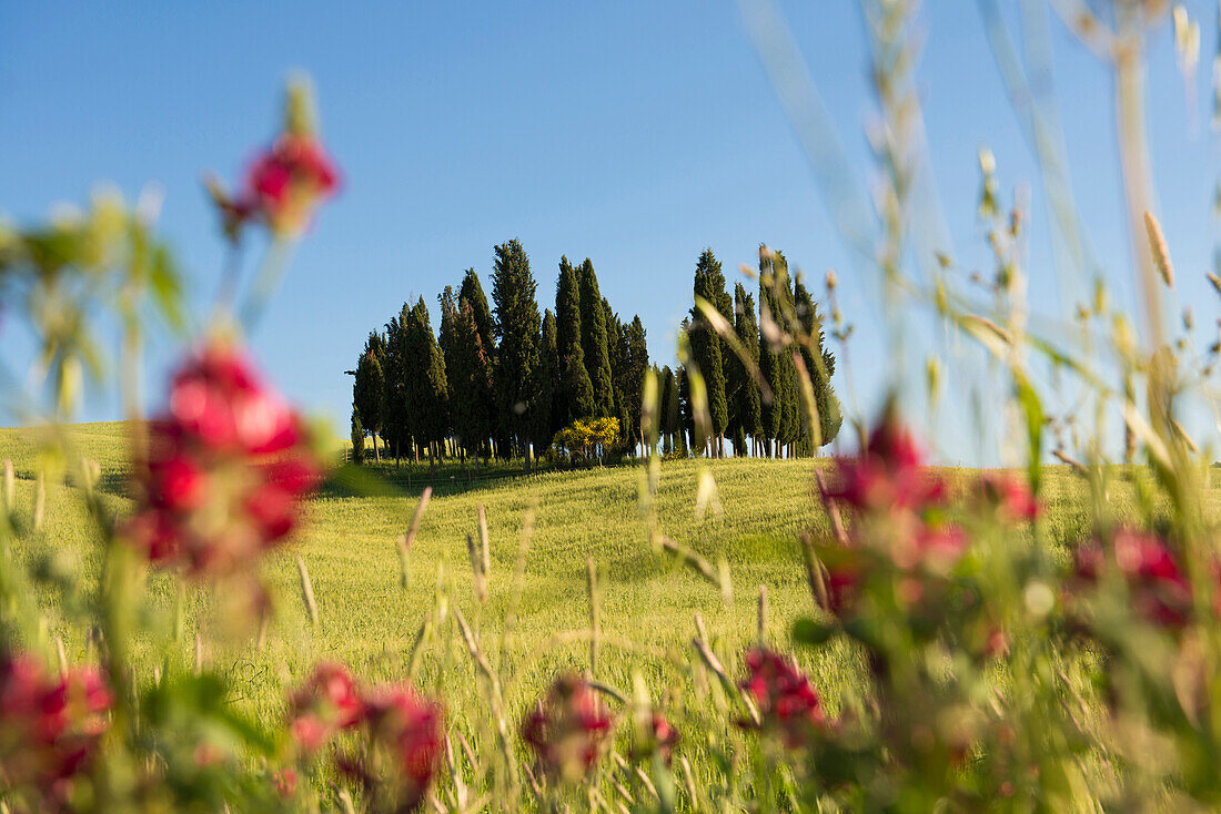 cypress trees, near San Quirico d`Orcia, Val d`Orcia, province of Siena, Tuscany, Italy, UNESCO World Heritage