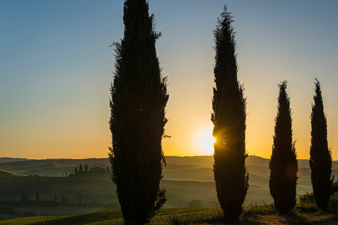 cypress trees, near San Quirico d`Orcia, Val d`Orcia, province of Siena, Tuscany, Italy, UNESCO World Heritage