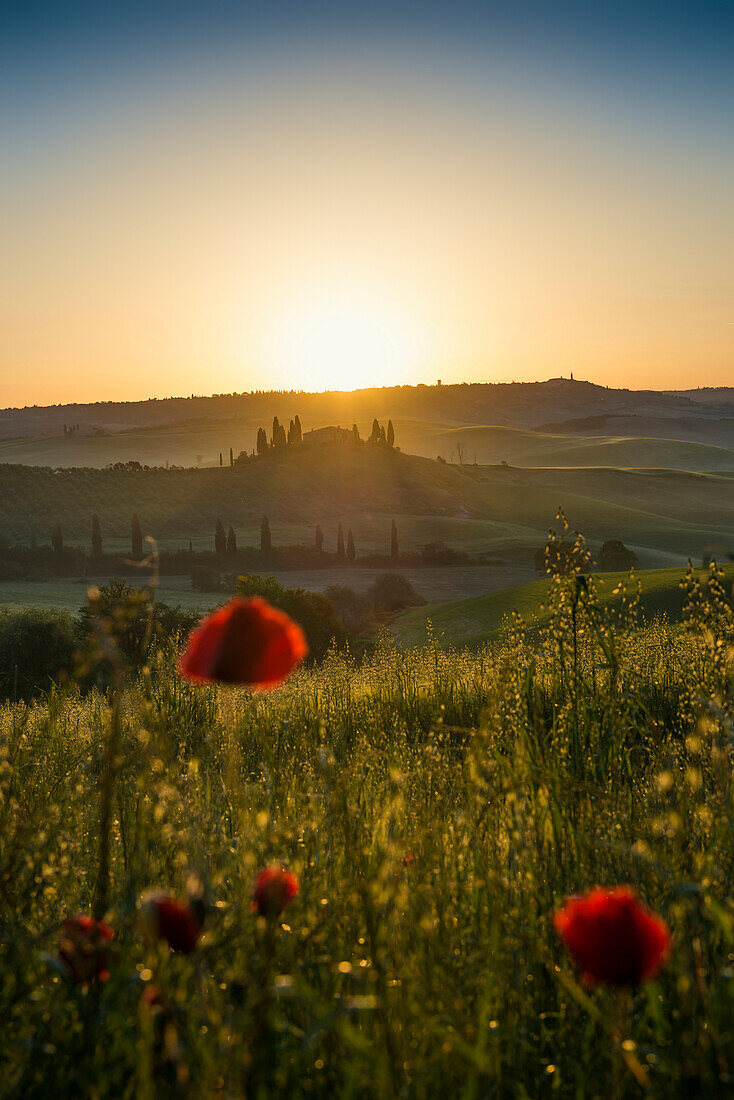 Landhaus und Zypressen bei Sonnenaufgang, bei San Quirico d'Orcia, Val d'Orcia, Provinz Siena, Toskana, Italien, UNESCO Welterbe