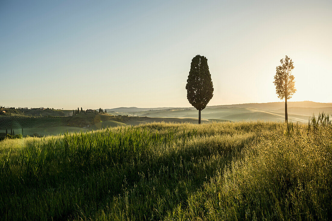 cypress trees, near San Quirico d`Orcia, Val d`Orcia, province of Siena, Tuscany, Italy, UNESCO World Heritage